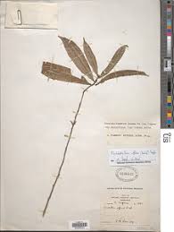 Image result for Rhabdophyllum affine