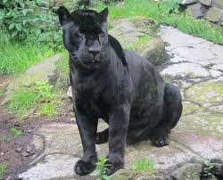 This is because spirit often uses animals to let us know. Black Jaguar Dream Meaning Interpretation Dream Meaning