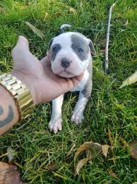 French bulldog puppy for sale near california, los angeles, usa. Female Girl Bluenose Pitbull Puppy 400 Firm