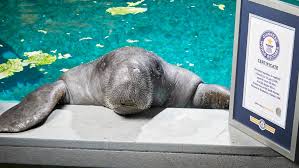 There are three accepted living species of trichechidae, representing three of the four living species. All You Need To Know About Manatees Including Snooty The Oldest Ever Guinness World Records