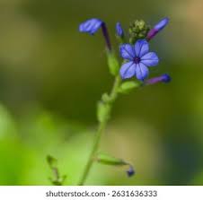 Image result for Aneilema welwitschii