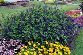 In early summer, serbian bellflower (c. Salvia Umn Extension