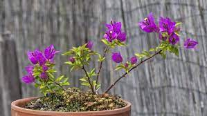 It is likely that other minors such as noemi letizia, and regional politicians, female mps and ministers. 7 Tanaman Hias Bunga Yang Murah Enggak Bikin Kantong Bolong