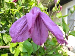 Maybe you would like to learn more about one of these? Clematis In My Garden Manitoba Master Gardener Association