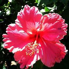 Milimili Nanea Wong Milimilinanea - Profile Pinterest