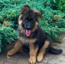 While the german shepherd is highly intelligent and trains fairly easily, they are no picnic for novice owners. Resultado De Imagen De Long Haired Alsatian Dog Shepherdpuppies German Shepard Puppies German Shepherd Puppies Gsd Puppies