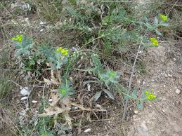Image result for Euphorbia mwinilungensis