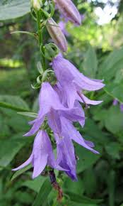 Western clematis, western white clematis, western virgin's bower, creek clematis, old man's beard, pepper vine clematis ligusticifolia* (native) family: Wildflowers Of Western Pennsylvania Creeping Bellflower Campanula Rapunculoides This Plant Is A Native Of Europe And Western Siberia It Was Introduced To The United States As A Garden Flower But Has Widely