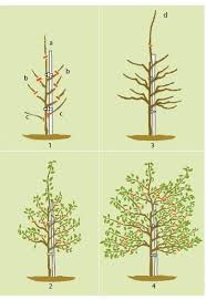 Image result for pruning plum trees