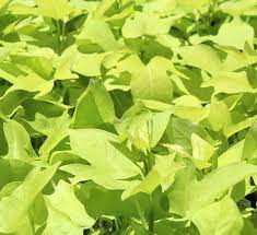 Find the perfect potato plant flower stock photo. Sweet Potato Vine Calloway S Nursery