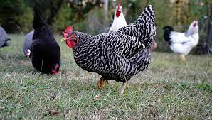 The original color variety accepted into the standard of perfection was the barred rocks, though other color varieties soon followed. The Plymouth Rock Chicken All You Need To Know