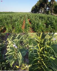 Image result for Sesamum calycinum