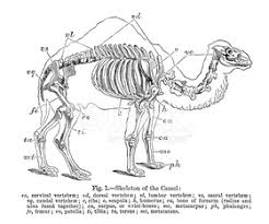Start by drawing the upper section of the camels head. Skeleton Of The Camel Vector Image Clipart Royalty Free