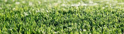 Installing artificial grass in a pet owners' home is slightly different to a regular household. How To Clean Artificial Grass Dog Urine Simple Green