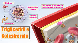 Questa, in particolare, aiuta ad abbassare i trigliceridi alti e regola il colesterolo. Trigliceridi E Colesterolo Quando Sono Alti Sanita Web