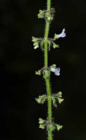 Image result for Platostoma montanum