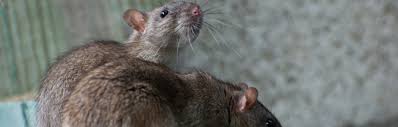 Ratten anzeichen folgen und bekampfung. Ratten Im Garten