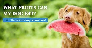 My fruits oficial | comer frutas faz bem! What Fruits Can My Dog Eat