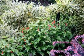 Image result for Ruellia brevifolia