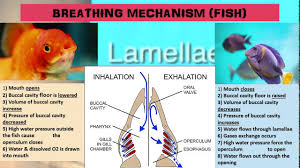 Interaction between biotic and abiotic components. 8 2 Mechanism Of Breathing Biology Kssm Form 4 Chapter 8 Youtube