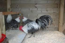 Maybe you would like to learn more about one of these? 6 Fakta Unik Tentang Ayam Elba Sebagai Ras Petelur Super