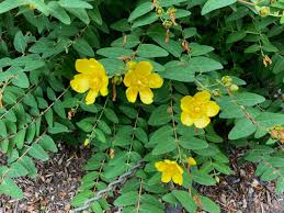 Image result for Hypericum