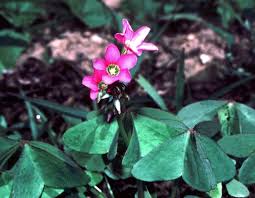 Image result for Oxalis semiloba