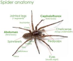Spiders Minibeast Wildlife Spider Spider Identification Chart Spider Book