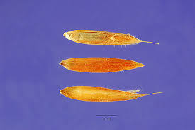 Image result for Andropogon perligulatus