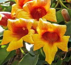 Image result for Bignonia capreolata