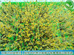 有機芽菜 芽菜機 芽菜培育箱 水耕盤 芽菜種子 芝麻功效與禁忌 發芽中的黑芝麻種子營養價值正值高峰 how