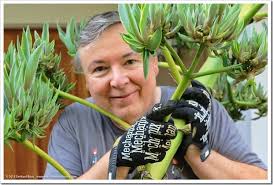 Cutting down the Agave desmettiana flower stalk