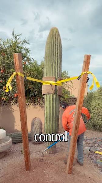 Mark Vins | A cactus maze... who thought this was a good idea? Watch how I remove these cholla spines properly—painful, but effective. #cactus🌵... | Instagram