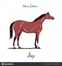 horse color chart on white equine bay coat color with text