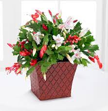 Check spelling or type a new query. Christmas Cactus Next Day Flower Delivery
