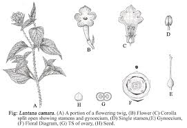 Image result for Verbenaceae