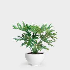 Poisonous shrub tree woody plant leaf characteristics: Greenery Unlimited Philodendron Hope Selloum 10 Indoor Plants Delivered