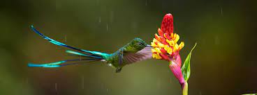 The first arrivals in spring are usually males. Long Tailed Sylph American Bird Conservancy