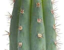 A normal dosage of mescaline is around 300 mg. 39 Huachuma Ideas San Pedro Cacti San Pedro Aubrey Marcus