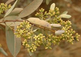 Image result for Santalaceae