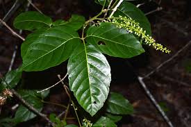 Image result for Sapindaceae