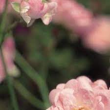 How To Divide Perennial Dianthus Perennials Carnation Plants Dianthus Flowers