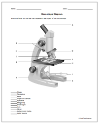 Are you learning all the parts of a microscope in science class? Parts Of A Microscope Worksheet Promotiontablecovers