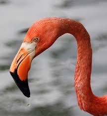 Maybe you would like to learn more about one of these? Discover The Flamingo Our Animals Indianapolis Zoo