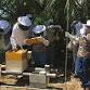 Intro to Beekeeping | Become a Beekeeper 2-day... event in Cape Coral, FL