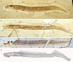 Mesomyzon mengae Chang, Zhang & Miao, 2006, new adult individuals and...