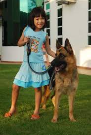 Petfinder.my provides the largest malaysian listing of dogs and cats for adoption and sale, assisting rescued pets in seeking shelter and fosterers. German Shepherd Penang Malaysia