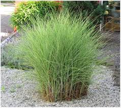 Während lange zeit gräser nur kurz geschoren als rasenfläche im garten willkommen waren, so sind ziergräser heute ein wichtiges. Heimische Graser Fur Den Garten Garten Graser Pflanzen Bepflanzung