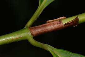 Image result for Bertiera angusiana