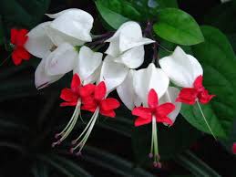 Pin On Flowers
